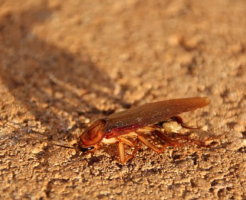 火星 テラフォーミング ゴキブリ