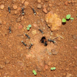 地球上にいる蟻の数は？人間の総重量と同じ！？